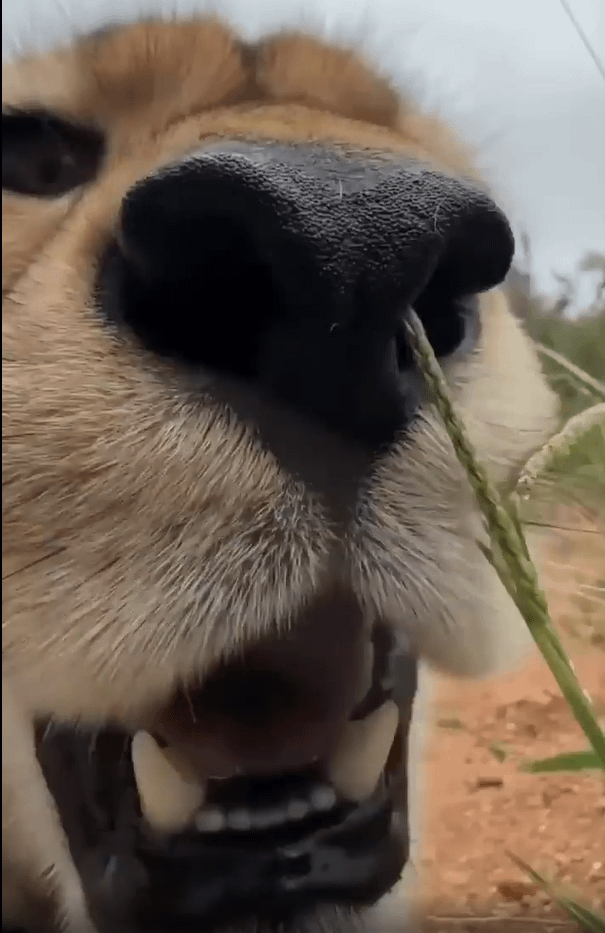 Code photo of a cheetah's nose. There is a single piece of grass going up its left nostril. It looks stupid.